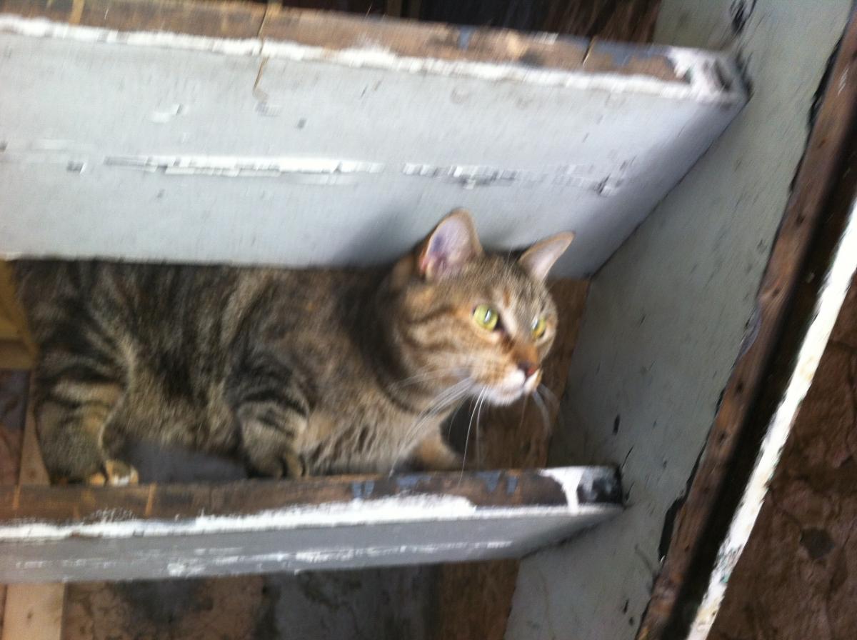 Chat Tigre Tricolore Fonce Noir Marron Avec Reflets Roux Femelle Sur Fouleix Au Lieu Dit Le Luquet Spa De Perigueux En Dordogne