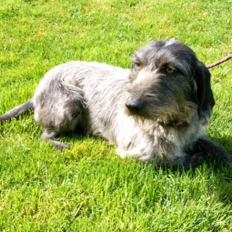 Nos animaux adoptés  SPA de Périgueux en Dordogne