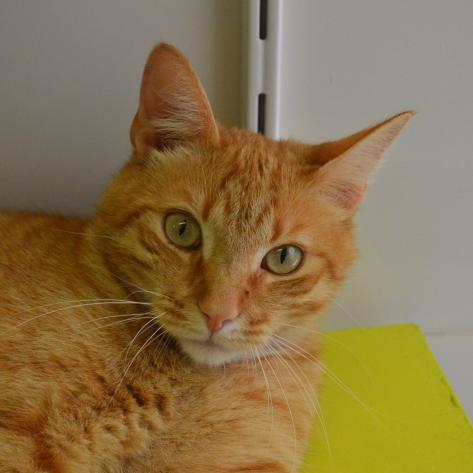 Nos Animaux Adoptes Spa De Perigueux En Dordogne Nos Animaux Adoptes Spa De Perigueux En Dordogne