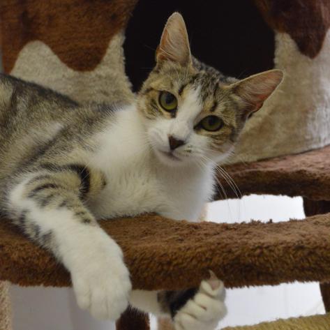 Nos Animaux Adoptes Spa De Perigueux En Dordogne Nos Animaux Adoptes Spa De Perigueux En Dordogne