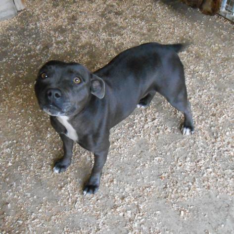 staffie spa