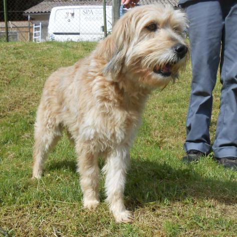 chien  SPA de Périgueux en Dordogne