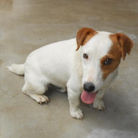 Jack Russel Spa De Perigueux En Dordogne