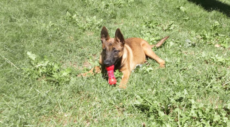 1 Chiot Malinois Spa De Perigueux En Dordogne 1 Chiot Malinois Spa De Perigueux En Dordogne
