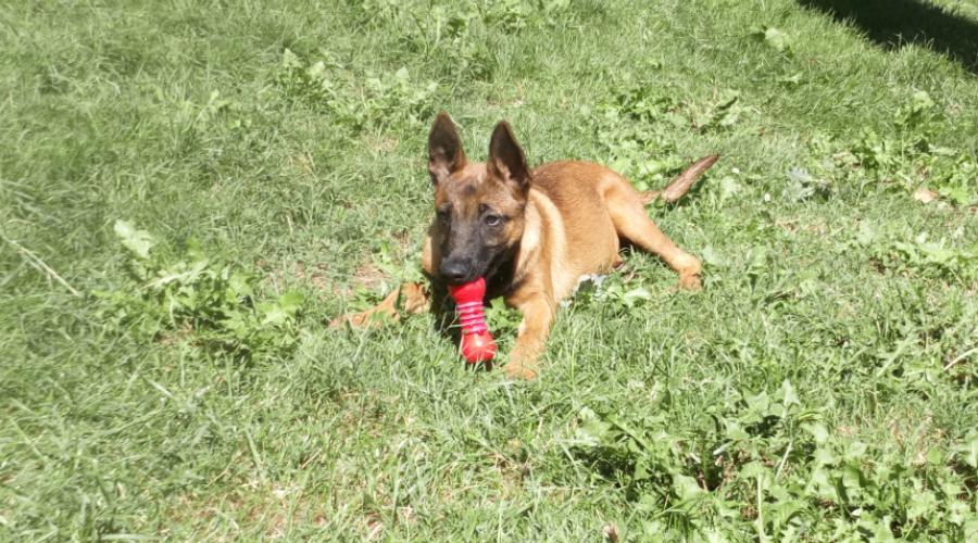 1 Chiot Malinois Spa De Perigueux En Dordogne