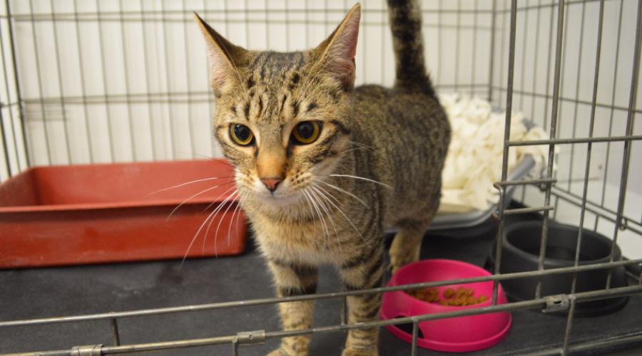 Chat persan a adopter